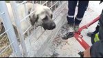 Aksaray Demir Korkuluğa Başı Sıkışan Köpeği İtfaiye Ekibi Kurtardı