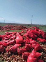 Aksaray'da 40 ton kuru soğan boş arazilere döküldü