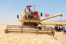 Aksaray'da deneme ekimi yapılan yerli ekmeklik buğday "Halis" hasat edildi